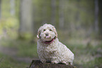Havanese