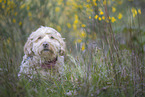 Havanese