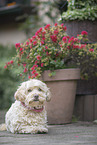Havanese