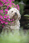 Havanese