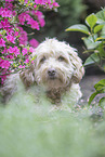 Havanese
