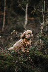 Havanese