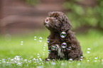 Havanese puppy
