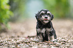 Havanese puppy