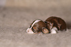 Havanese puppy