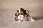 Havanese puppy