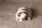 Havanese puppy