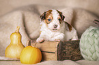 Havanese puppy