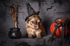 Havanese puppy