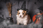Havanese puppy
