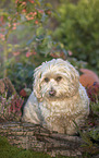 Havanese
