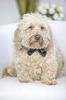 Havanese
