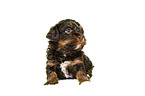 Havanese puppy