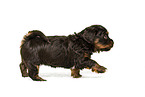 Havanese puppy