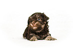 Havanese puppy