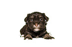 Havanese puppy
