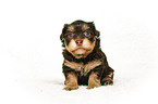 Havanese puppy