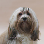 Havanese