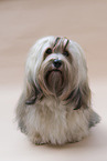 Havanese