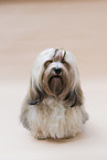 Havanese