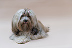 Havanese