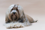 Havanese