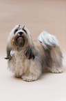 Havanese