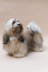 Havanese