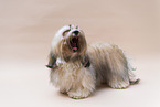 Havanese