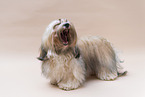 Havanese