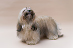 Havanese