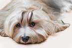 Havanese
