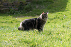 Maine Coon