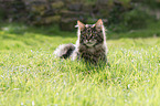 Maine Coon