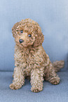 Miniature Poodle