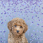 Miniature Poodle