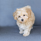 Maltipoo