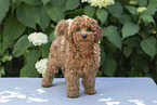 Miniature Poodle
