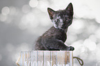 domestic cat