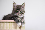 Maine Coon