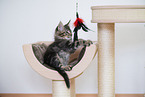 Maine Coon