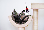 Maine Coon