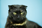 Scottish Fold