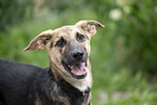 young mongrel dog