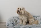 Maltipoo