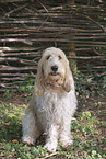 Grand Basset Griffon Vendeen