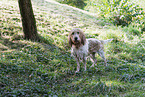 Grand Basset Griffon Vendeen