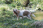 Grand Basset Griffon Vendeen