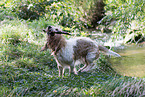 Grand Basset Griffon Vendeen