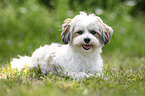 Havanese
